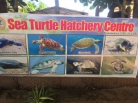Sea Turtle Hatchery Centre